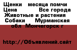 Щенки 4 месяца-помчи › Цена ­ 5 000 - Все города Животные и растения » Собаки   . Мурманская обл.,Мончегорск г.